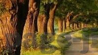 在线无码人妻网视频-网络世界的边缘探索，在线无码人妻视频的复杂现象